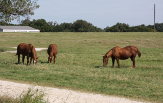 The first cases of vesicular stomatitis virus (VSV) this year were confirmed in horses on two Starr County premises on April 23.