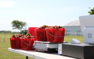 Strawberry farmers Chris and Kylie Demases have adjusted their plans for their u-pick farm this year due to the coronavirus pandemic.