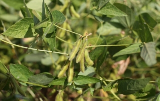 EPA recently announced its approval of the registration of the herbicide isoxaflutole for use in genetically-engineered soybean crops.