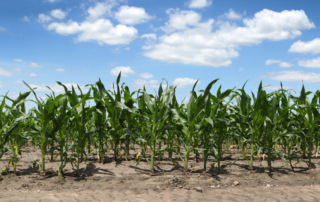 Analysts predict a $50 per acre decline in revenue for the corn prices, according to a study by the National Corn Growers Association.