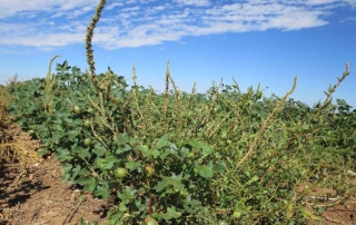 A team of plant geneticists believes they have discovered the genes behind glyphosate resistance in pigweed.
