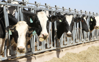 The COVID-19 pandemic is affecting Mexcio's dairy imports from the U.S.