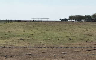 Deepening drought and high winds have farmers in the RGV plowing under planted acres and trying to decide what happens next.