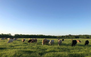 A new webinar series cohosted by North Dakota State University Extension Service, Texas A&M AgriLife Extension Service and West Virginia University aims to expand knowledge about cattle and beef industries.