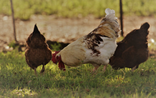 Interested in having your own backyard poultry? Texas A&M AgriLife Extension Service is hosting a webinar series to get people geared up for small poultry flock management.