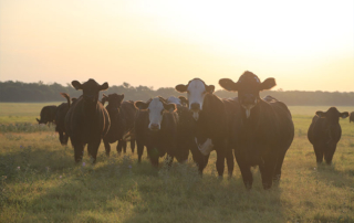 Farmers and ranchers can signup on May 26 for $16 billion in direct payments through the Coronavirus Food Assistance Program. Applications will be accepted through Aug. 28, 2020.