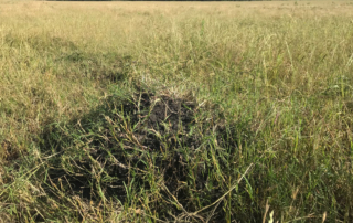 Red imported fire ants cause an estimated $1.2 billion in economic damage annually in Texas. Spring is a good time to treat ant mounds in pastures, fields and yards.