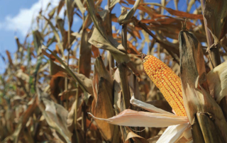 USDA recently released a final ruling which updates and modernizes federal plant breeding and biotechnology regulations.
