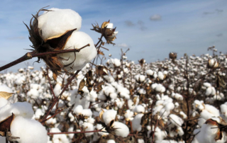 The U.S Department of Agriculture’s 2019 Annual Cotton Review revealed some surprises in Texas cotton production.