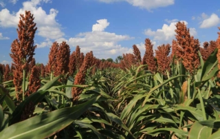 Researchers at Texas A&M AgriLife Extension Service have found a new breeding method of controlling male sterility in sorghum.