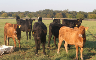 The U.S. Department of Agriculture’s latest Livestock, Dairy and Poultry Outlook shows the effect of COVID-19-related meat packing plant closures on production.