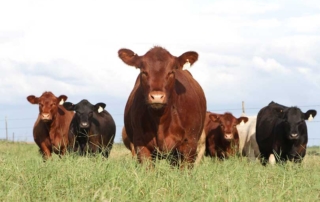 The Texas Beef Council published its 2019 annual report earlier this year. It describes key state and national checkoff program activities, as well as reviews revenues and expenditures in FY 2019.