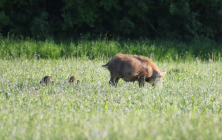 There are an estimated 5 million wild pigs in Texas, and researchers continue to explore new methods to control them.