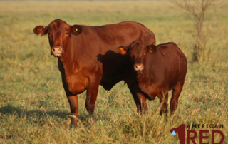 A collaborative identification and cattle tagging program between the Red Angus Association of America and Santa Gertrudis Breeders International is gaining popularity across the southern U.S..