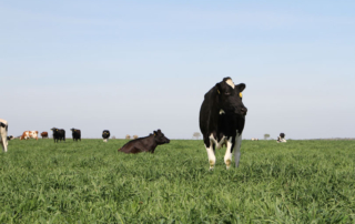 Dairy farmers are reducing herd sizes as the COVID-19 market volatility continues.