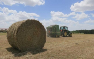 First hay cuttings have started in some areas of the state, and the hay season looks to be shaping up nicely if timely rains continue.