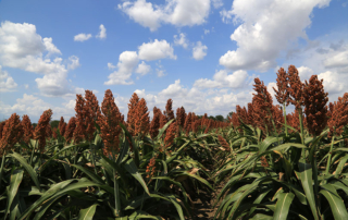 After more than four years of negotiations, U.S. sorghum will soon be headed to Vietnam.