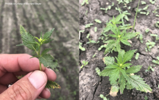 While there’s much opportunity in the hemp market, there’s also much risk. But three Matagorda County farmers are up for the challenge and planting the first seeds of hemp on their farms.