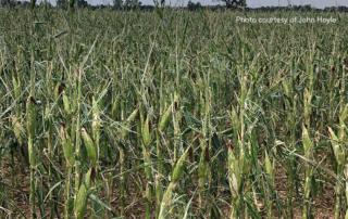 The last weekend of May brought much-needed rain to Central Texas, but widespread hail severely damaged many crops.