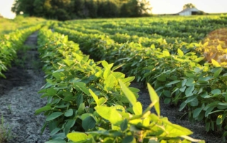 The U.S. Ninth Circuit Court of Appeals has pulled the registration of three dicamba herbicides.