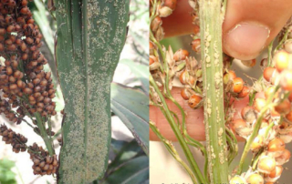 Grain sorghum farmers in the Rio Grande Valley should pay close attention to sugarcane aphid populations, according to Texas A&M AgriLife Extension Service agents.