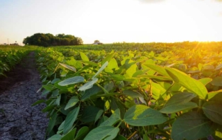Adjuvants can increase crop protection products’ efficiency, but selecting the correct product can be complicated. Resources are available to help.