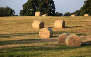 Hay stores are up across the U.S. and in Texas, but a hot summer combined with larger cattle herds may reduce that.