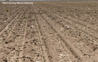 High winds and dust storms in early June have blown away Texas farmers cotton crops from the Texas Panhandle down to the Permian Basin.