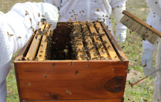 National Pollinator Week aims to raise awareness of the animals and insects who help farmers and ranchers produce our food and fiber.