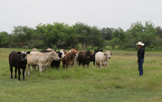 Beef prices increased during COVID-19 but cattle ranchers’ profits have not.