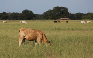 USDA announced changes to the LRP insurance program for feeder cattle, fed cattle and swine starting this summer with the 2021 crop year.