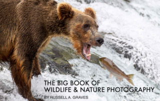 Fannin County Farm Bureau member Russell Graves’ published a new e-book to help others explore wildlife photography.