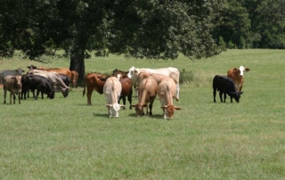 Summer weather is in full swing, and keeping cattle hydrated is an important step in keeping cows healthy and productive.