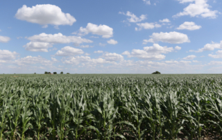 One Texas A&M AgriLife researcher’s use of drones and technology is improving corn breeding efforts.