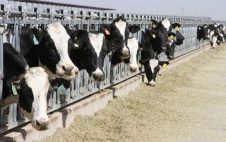 Dairy Class III and IV prices have rebounded from the early stages of the COVID-19 pandemic.