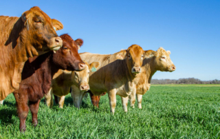 Texas Farm Bureau will host a webinar on Today’s Volatile Cattle Industry with USDA Under Secretary Greg Ibach.