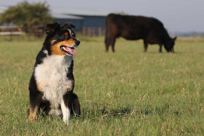 Farm Bureau Farm Dog nominations open 