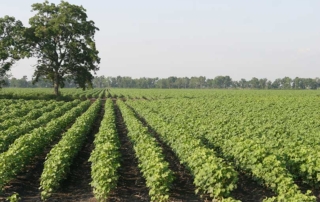 The U.S. Department of Agriculture acreage report for 2020 shows planted cotton acres are down 6 percent in Texas and 11 percent nationwide.