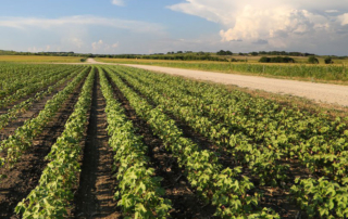 As we head into high summer, Texas cotton crops across the state are seeing low pressure from insects but remain extremely dry.