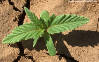 Researchers and hemp farmers alike are experiencing many unknowns and unexpected challenges in growing hemp for the first time.