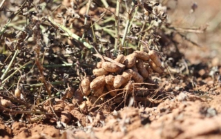 At the American Peanut Research and Education Society annual meeting, five Texas peanut farmers talked about different challenges they each face in growing peanuts.