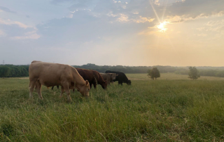 USDA released a report on the impact of the 2019 fire at a Kansas meatpacking plant and the COVID-19 pandemic on beef price margins.