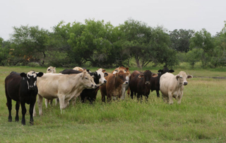 USDA RMA announced changes to the Livestock Gross Margin (LGM) insurance program for cattle and swine beginning in the 2021 crop year.