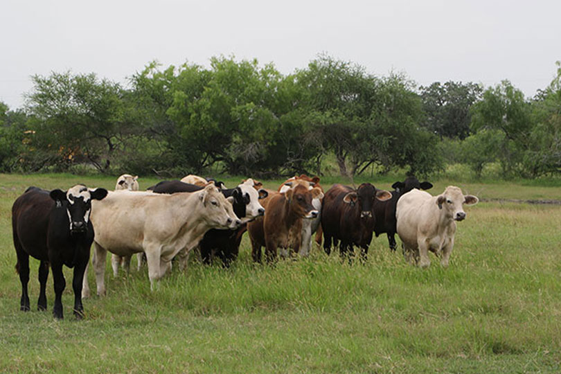 Changes made to Livestock Gross Margin insurance - Texas Farm Bureau