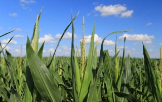 Texas A&M AgriLife Extension Service plant pathologist Thomas Isakeit said he has seen some unusual disease development in South and Central Texas corn crops this growing season.