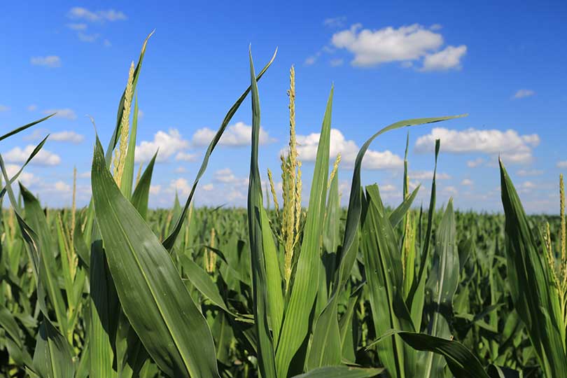 Texas corn crop seeing unusual disease year Texas Farm Bureau