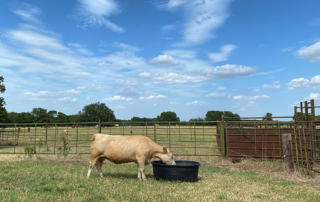 At this time of year, water troughs are ideal breeding grounds for algae due to high temperatures, sunshine and the introduction of organic matter from cattle saliva, manure and other debris.