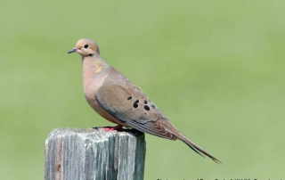The Texas Parks and Wildlife Department is forecasting a favorable dove season this fall.