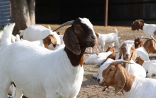 Sheep and goat ranchers can now send samples to Texas A&M AgriLife Research’s Fecal Egg Count Laboratory for accurate fecal egg-counting services.