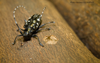 August is Tree Check Month. APHIS officials encourage residents to check their trees for the invasive Asian longhorned beetle.